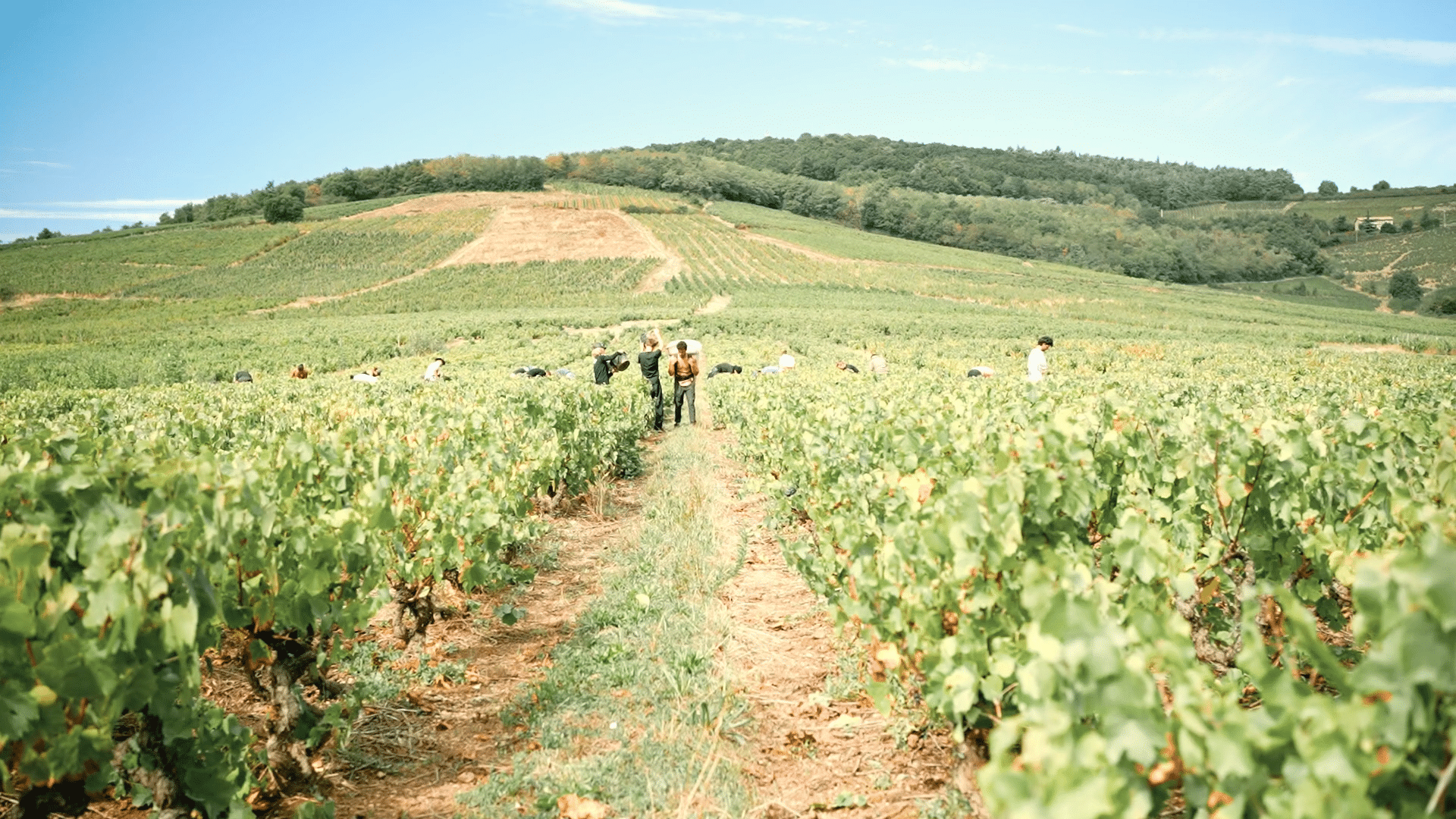 vendange vignes