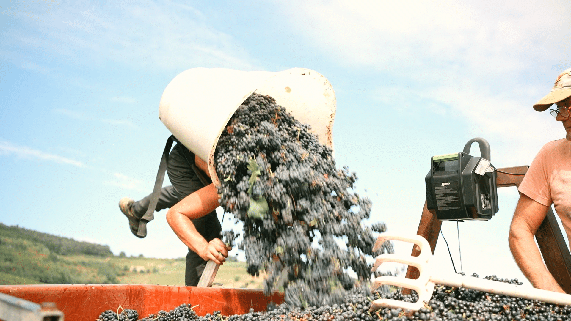 vendange raisin