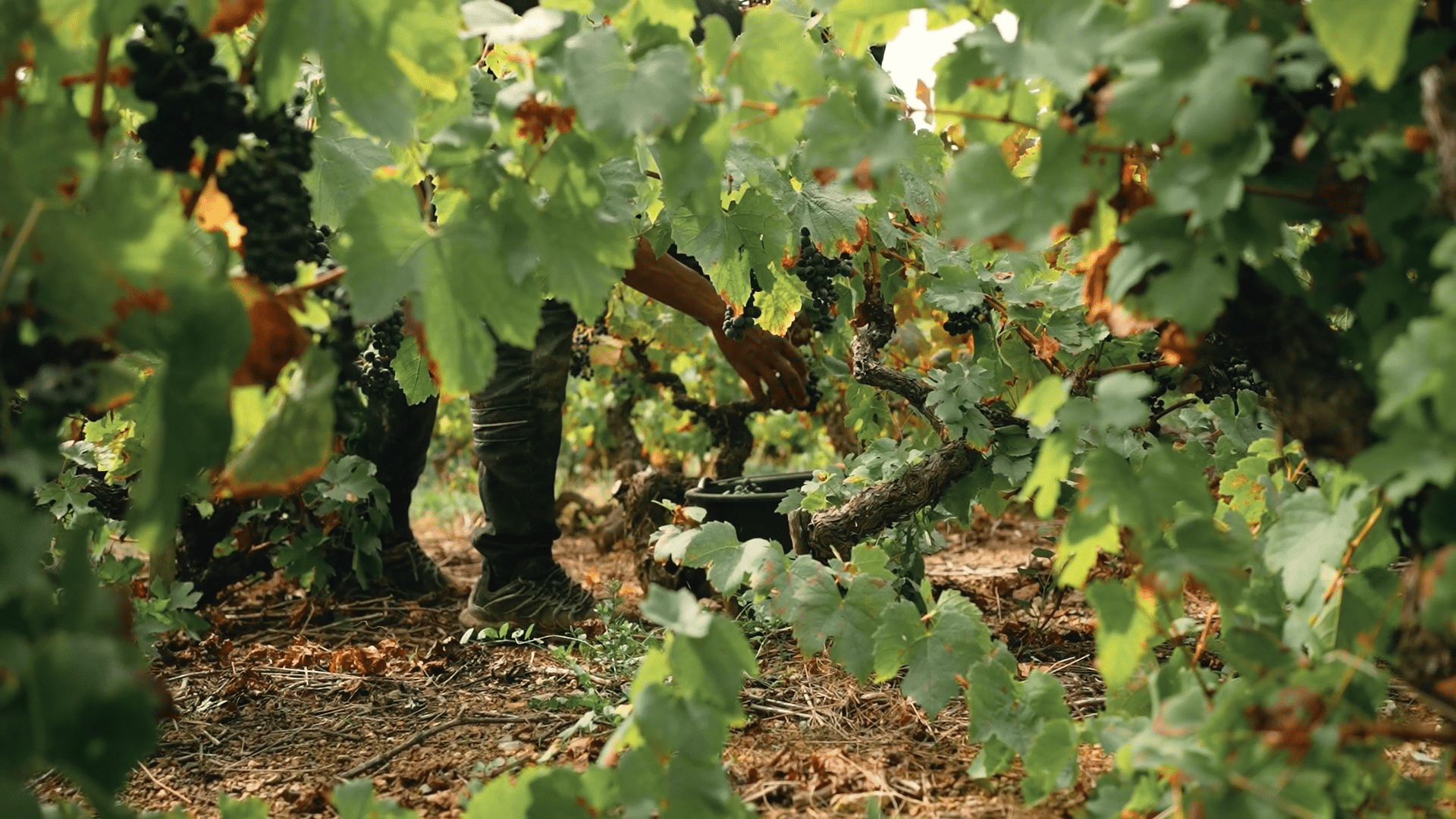 Image vigne Vidéo
